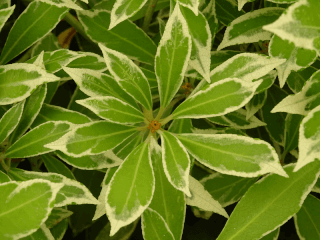 Andromède du Japon - PIERIS japonica 'Little Heath Green' - Arbuste