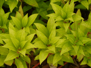 PIERIS 'Mountain Fire'