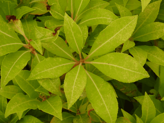 Pieris panaché, Andromède - PIERIS japonica 'Mountain Fire' - Arbuste