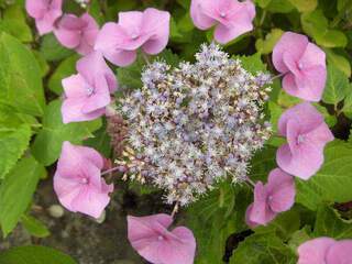 Hortensia - HYDRANGEA macrophylla 'Pinkmeise' - Arbuste