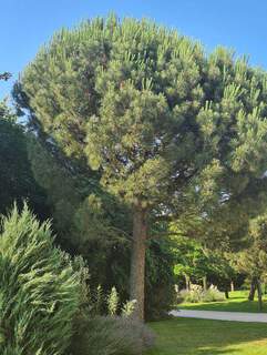 Pinus pinea (2)
