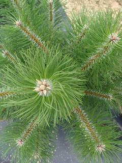 PINUS austriaca 'nigra' ATfeuille