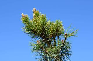 Pin de montagne 'Laarheide' - PINUS mugo 'Laarheide' - Conifère