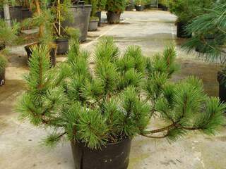 PINUS mugo 'Pumila'