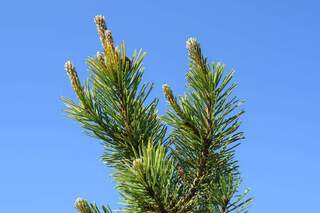 Pin de montagne nain doré - PINUS mugo 'Winter Gold' - Conifère