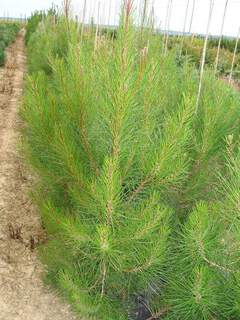 PINUS pinaster AT