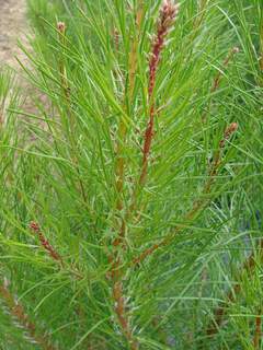 PINUS pinaster AT feuille