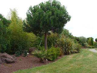 Pin parasol - PINUS pinea - Conifère