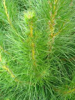 PINUS radiata AT feuille