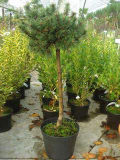 Pinus tige