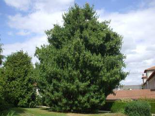 Pin pleureur de l'Himalaya - PINUS griffithii ou walichiana - Conifère