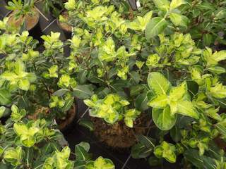 Pittospore à petites feuilles - PITTOSPORUM tenuifolium 'Cap Sizun' - Arbuste