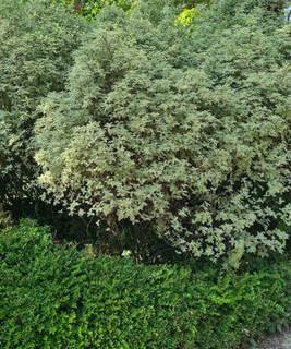 Pittosporum à petite feuille panaché blanc - PITTOSPORUM tenuifolium 'Variegatum' - Arbuste