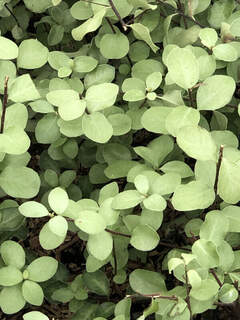 Pittospore à petites feuilles - PITTOSPORUM tenuifolium 'Wrinkled Blue' - Arbuste
