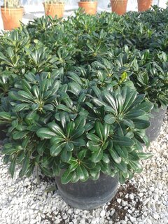 Pittosporum nain - PITTOSPORUM tobira 'Nana' - Arbuste