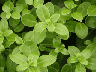 PITTOSPORUM 'Golf Ball''