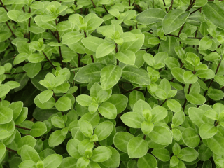 Pittospore - PITTOSPORUM tenuifolium 'Golf Ball' - Arbuste