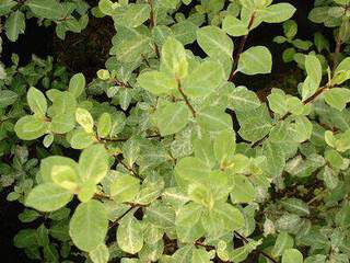 Pittopsorum à petite feuille panaché blanc - PITTOSPORUM tenuifolium 'Irène Paterson' - Arbuste
