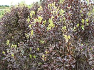 PITTOSPORUM tenuifolia 'Purpurea'
