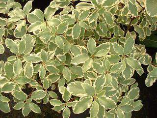 PITTOSPORUM tenuifolium Argyrophyllum