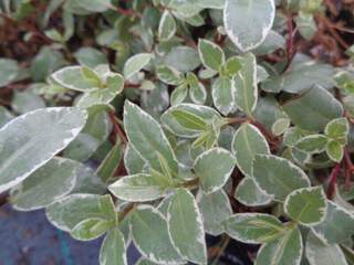 Pittopsorum à petite feuille panaché blanc - PITTOSPORUM tenuifolium 'Silver ball' - Arbuste