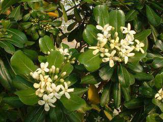 Pittosporum - PITTOSPORUM tobira - lot de 15 plants - Arbuste