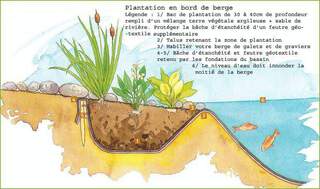 Plantation sur berge 4 copie