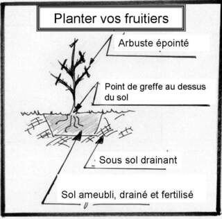 Planter vos fruitiers