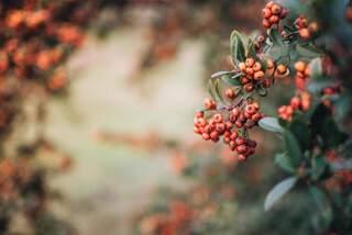 plantes a fruits comestibles cormier