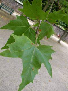 PLATANUS acerifolia AT feuille
