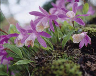 Pleione Formosana2