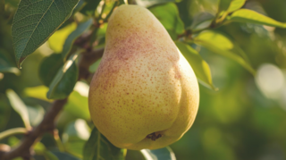 Pyrus communis - POIRIER 'Beurré superfin' - Arbre fruitier