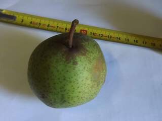 Pyrus communis - POIRIER 'Bergamotte esperen' - Arbre fruitier