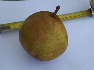 POIRE doyenne du comice