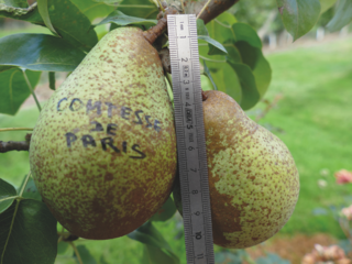 Pyrus communis - POIRIER 'Comtesse de paris' - Arbre fruitier