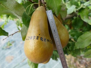 Pyrus communis - POIRIER 'Conférence' - Arbre fruitier