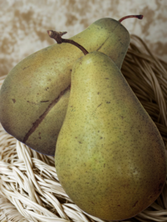 Pyrus communis - POIRIER 'Curé' - Arbre fruitier