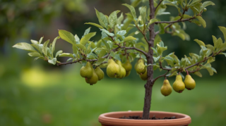 Pyrus communis - POIRIER nain 'Garden Pearl' - Arbre fruitier
