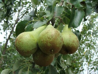 Pyrus communis - POIRIER 'Pierre Corneille' - Arbre fruitier