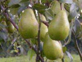 Pyrus communis - POIRIER 'Beurré Lebrun' - Arbre fruitier