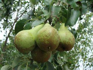 Pyrus communis - POIRIER 'Conférence' - Arbre fruitier