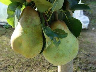 Pyrus communis - POIRIER 'William Duchesse' - Arbre fruitier