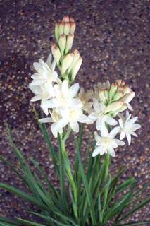 Tubéreuse - POLIANTHES tuberosa 'The Pearl' - Bulbe