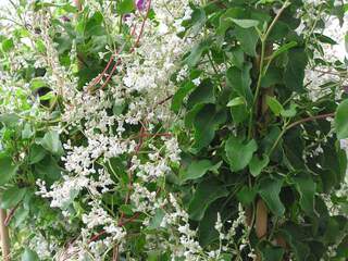 Renouée - POLYGONUM aubertii - Plante grimpante