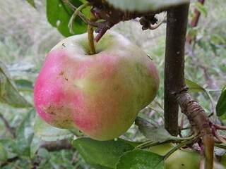 Malus communis - POMMIER 'Api étoilé' - Arbre fruitier