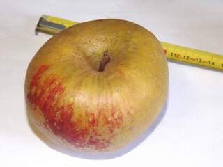 POMME boskoop rouge