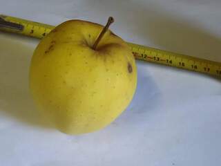 Malus communis - POMMIER 'Golden' - Arbre fruitier