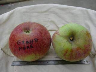 Malus communis - POMMIER 'Grand mère' - Arbre fruitier