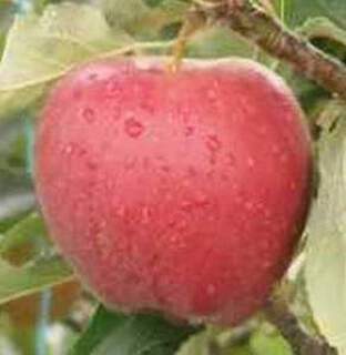 Malus communis - POMMIER 'Primerouge' - Arbre fruitier