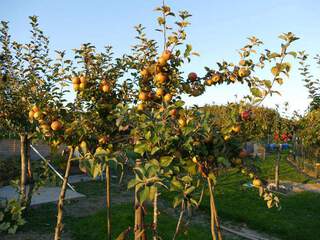 Malus communis - POMMIER CIDRE 'Judor' - Arbre fruitier